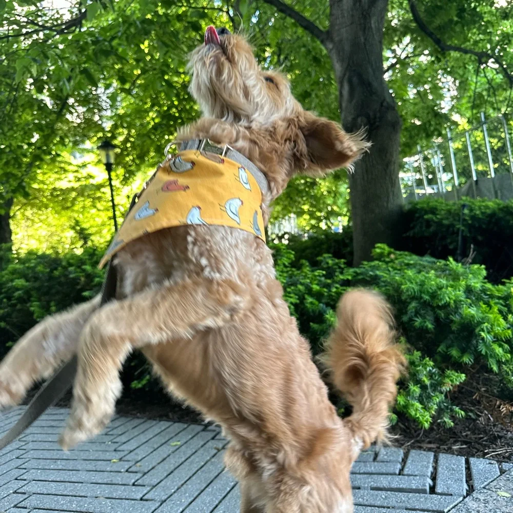 Dog bandana with fun chicken print